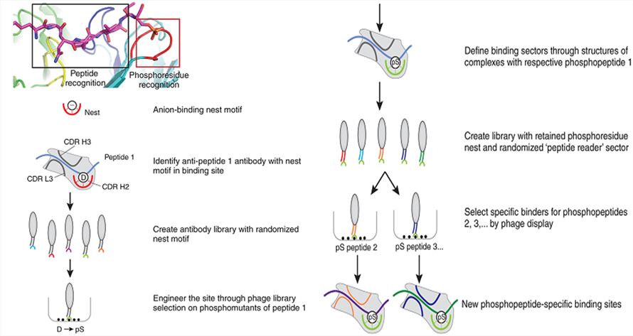 Phosphorylation-Specific Antibody Production Services